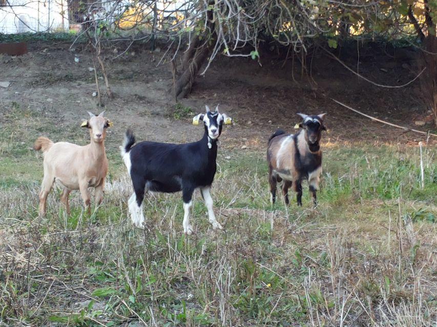 فيلا توديفي Agriturismo Poponi المظهر الخارجي الصورة